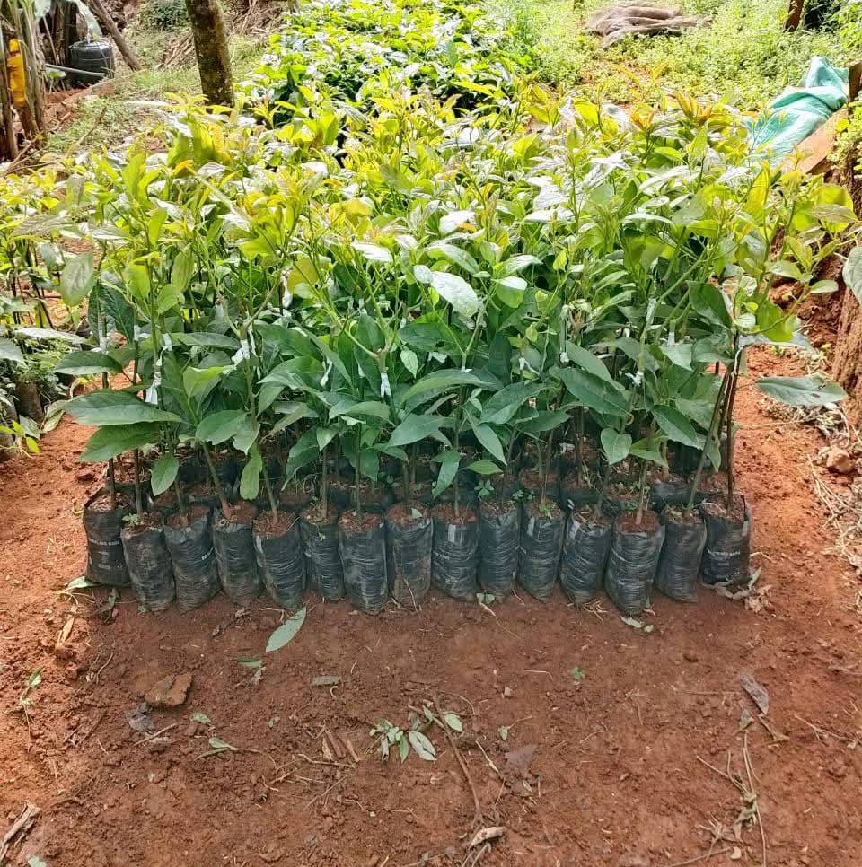 Tree nursery for climate action